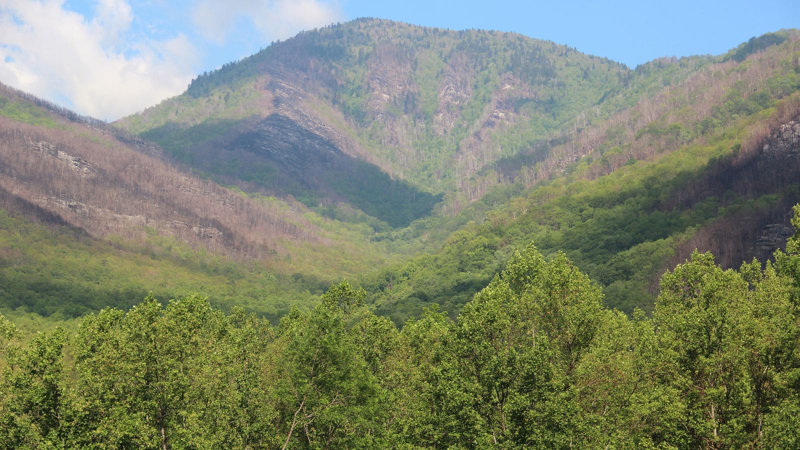 Mount Le Conte rising above green forest in Great Smoky Mountains National Park