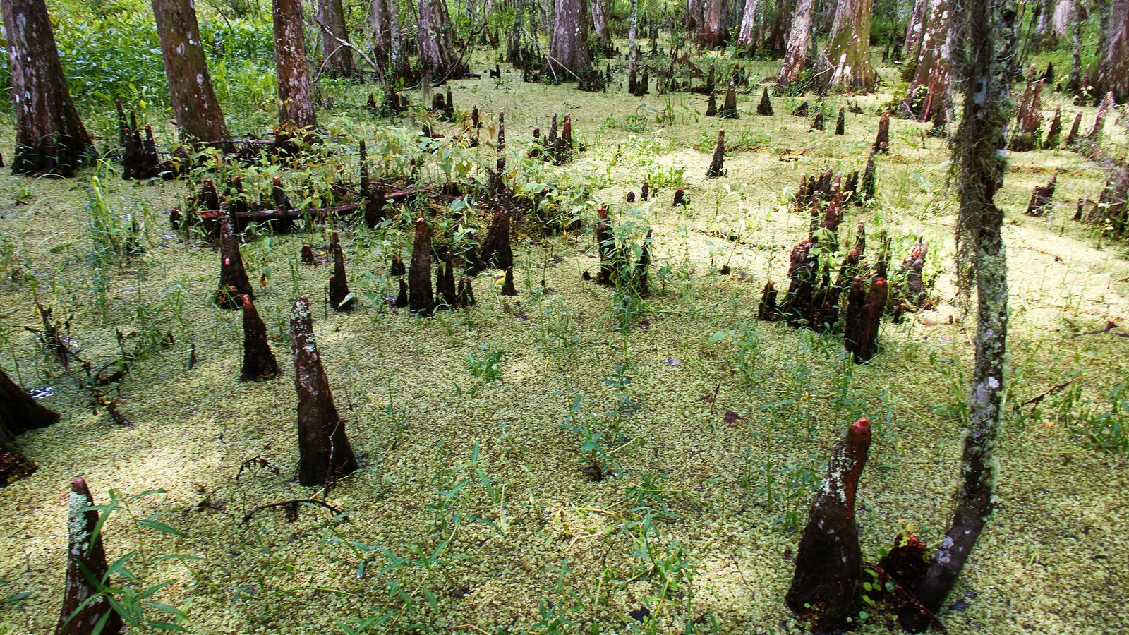 Cypress knees and green duckweed in a swamp at the Barataria Preserve near New Orleans