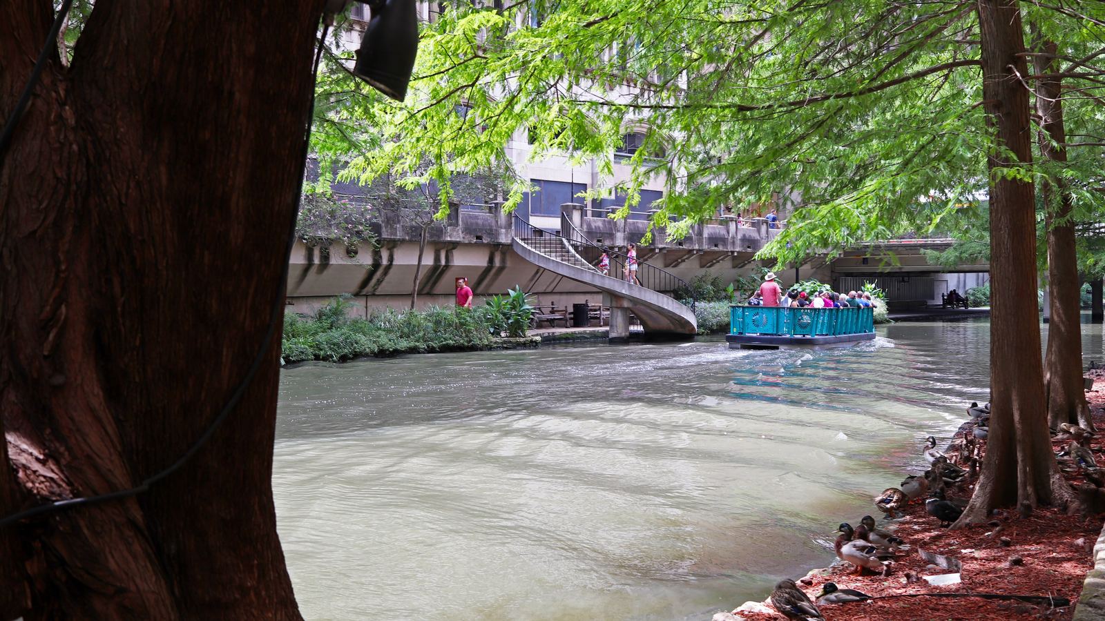 A tour barge passing under cypress trees on the San Antonio River Walk
